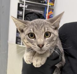 Shelter Stray Male Cat last seen Near 45th Street, San Diego, CA, 92105, 5500 Gaines St, San Diego, CA 92110, USA