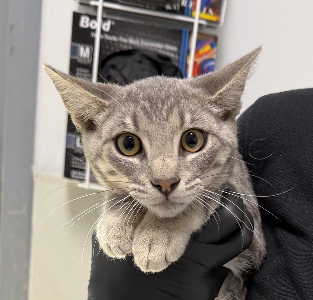 Shelter Stray Male Cat last seen Near 45th Street, San Diego, CA, 92105, 5500 Gaines St, San Diego, CA 92110, USA