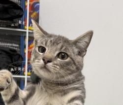 Shelter Stray Female Cat last seen Near 45th Street, San Diego, CA, 92105, 5500 Gaines St, San Diego, CA 92110, USA