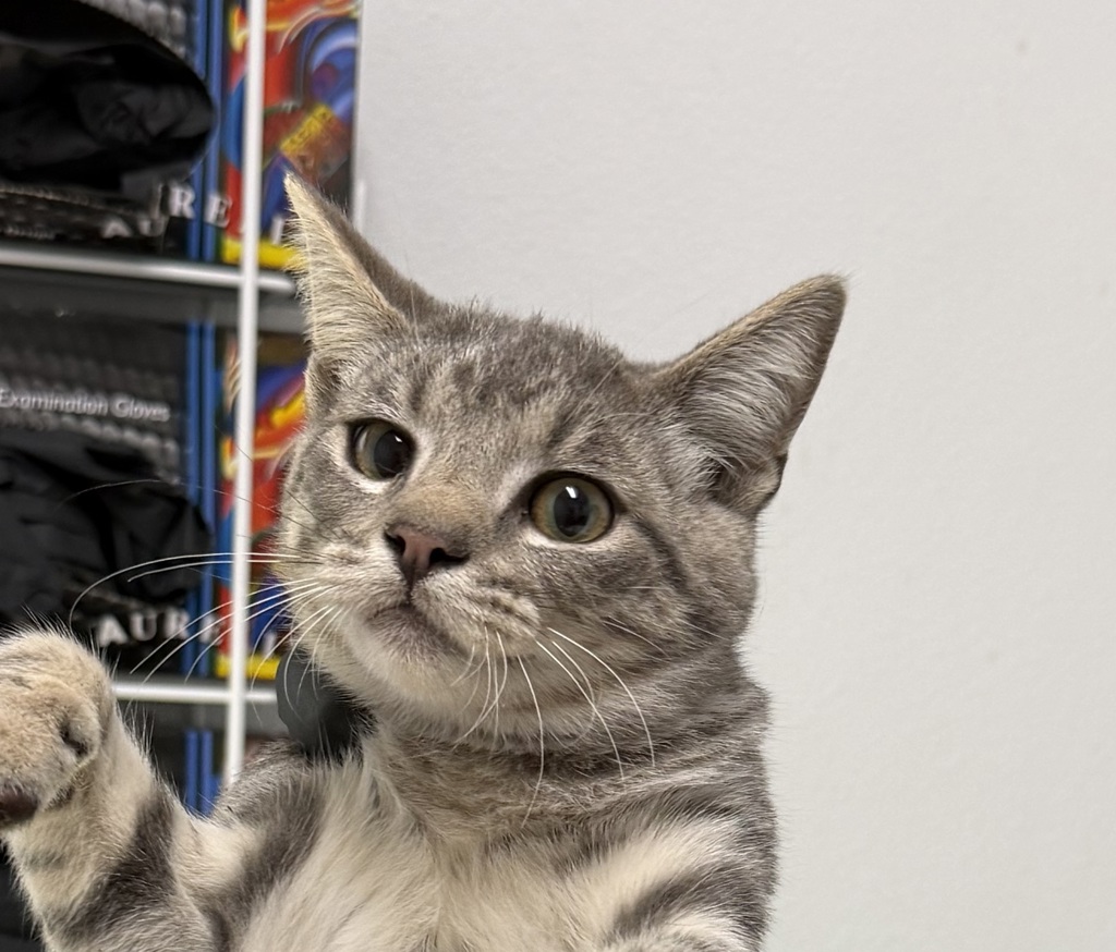 Shelter Stray Female Cat last seen Near 45th Street, San Diego, CA, 92105, 5500 Gaines St, San Diego, CA 92110, USA
