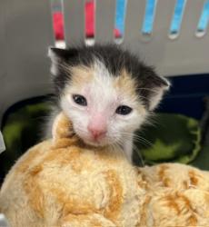 Shelter Stray Female Cat last seen Near Southlook Avenue, San Diego, CA, 92113, 5500 Gaines St, San Diego, CA 92110, USA