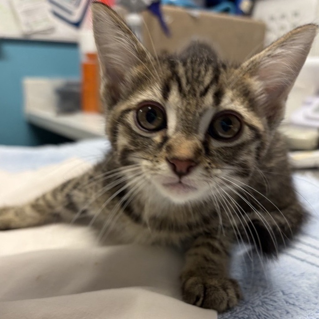 Shelter Stray Male Cat last seen Near E Washington Avenue, Escondido, CA, 92025, Escondido, CA 92027, USA