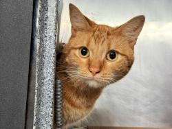 Shelter Stray Male Cat last seen Near Eastchester Place, BRONX, NY, 10475, 326 E 110th St, New York, NY 10029, USA