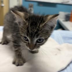 Shelter Stray Male Cat last seen Near E Washington Avenue, Escondido, CA, 92025, Escondido, CA 92027, USA