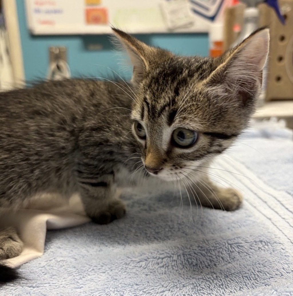 Shelter Stray Male Cat last seen Near E Washington Avenue, Escondido, CA, 92025, Escondido, CA 92027, USA
