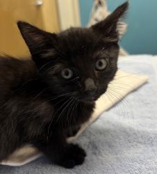 Shelter Stray Female Cat last seen Near E Washington Avenue, Escondido, CA, 92025, Escondido, CA 92027, USA