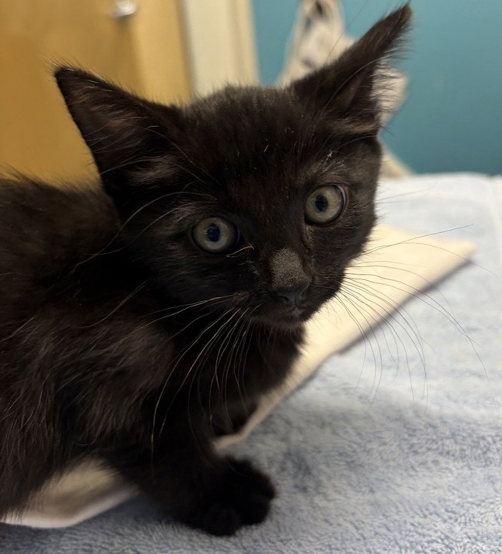 Shelter Stray Female Cat last seen Near E Washington Avenue, Escondido, CA, 92025, Escondido, CA 92027, USA
