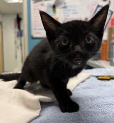Shelter Stray Male Cat last seen Near E Washington Avenue, Escondido, CA, 92025, Escondido, CA 92027, USA