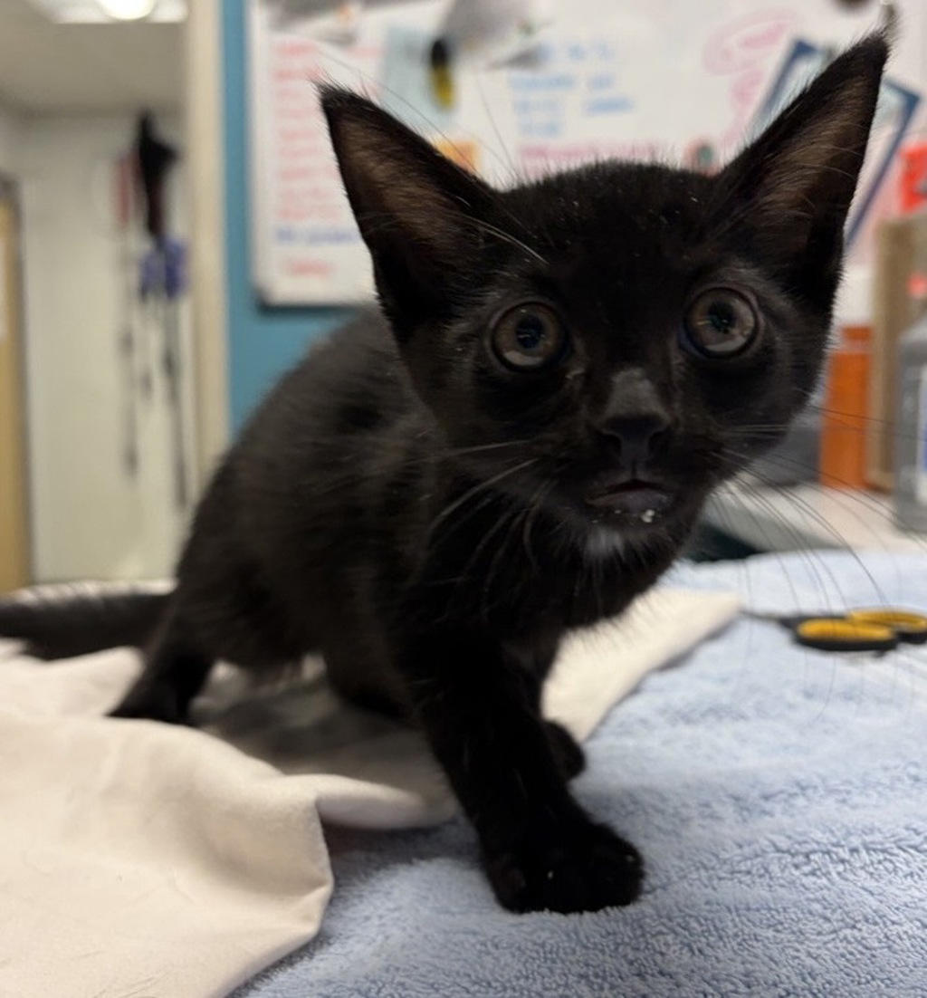 Shelter Stray Male Cat last seen Near E Washington Avenue, Escondido, CA, 92025, Escondido, CA 92027, USA
