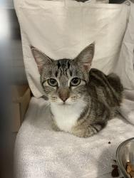 Shelter Stray Female Cat last seen Near Wolf Lane, DEL VALLE, TX, 78617, 7201 Levander Loop bldg a, Austin, TX 78702, USA