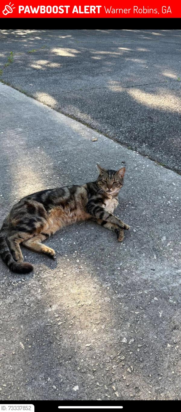 Lost Female Cat last seen Woodbridge lake joy, Warner Robins, GA 31093
