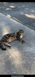 Lost Female Cat last seen Woodbridge lake joy, Warner Robins, GA 31093