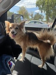 Reunited Female Dog last seen 71st Avenue and Cactus, Peoria, Peoria, AZ 85345