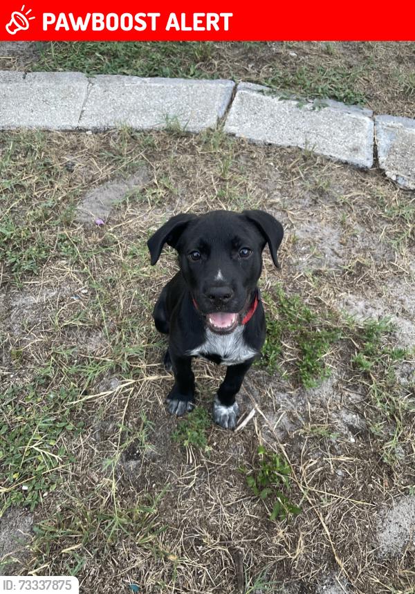 Lost Male Dog last seen lake worth, Lake Worth Beach, FL 33460