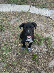 Lost Male Dog last seen lake worth, Lake Worth Beach, FL 33460