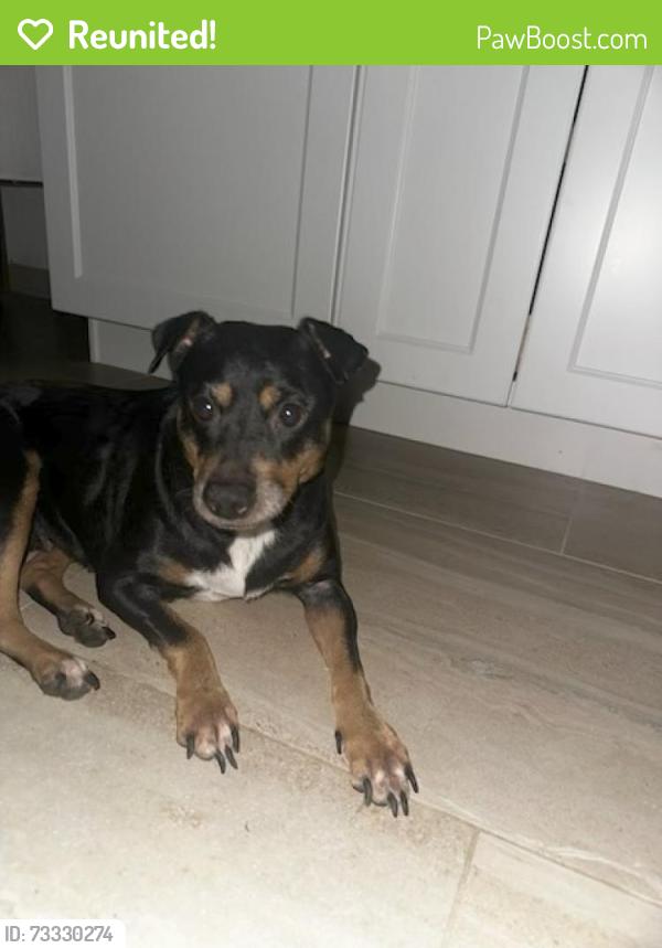 Reunited Female Dog last seen Near SW 288th St, hmstd, FL 33033 Home Depot Shopping Center, Homestead, FL 33033