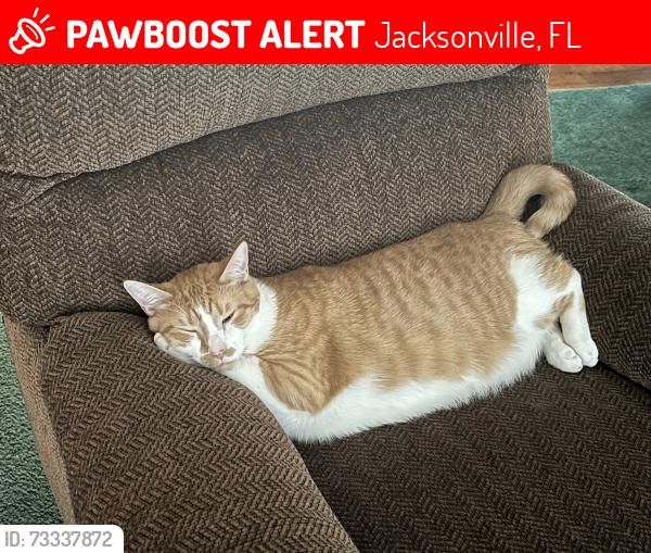 Lost Male Cat last seen Maxville, Jacksonville, FL 32234