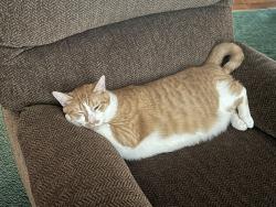 Lost Male Cat last seen Maxville, Jacksonville, FL 32234