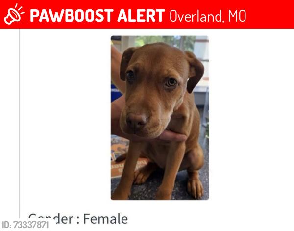 Lost Female Dog last seen Charlack and olden, Overland, MO 63114