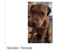 Lost Female Dog last seen Charlack and olden, Overland, MO 63114
