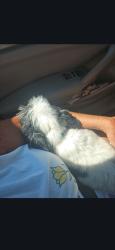 Reunited Male Dog last seen Near shannon rd apt 10e, Durham, NC 27707