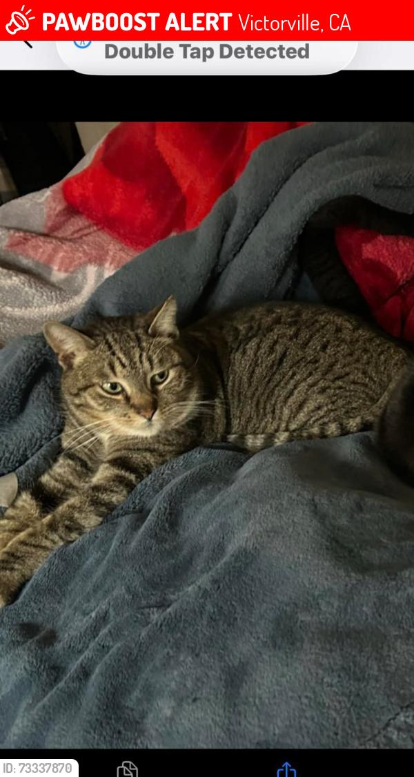 Lost Male Cat last seen Bear alley and 395, Victorville, CA 92392