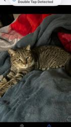 Lost Male Cat last seen Bear alley and 395, Victorville, CA 92392
