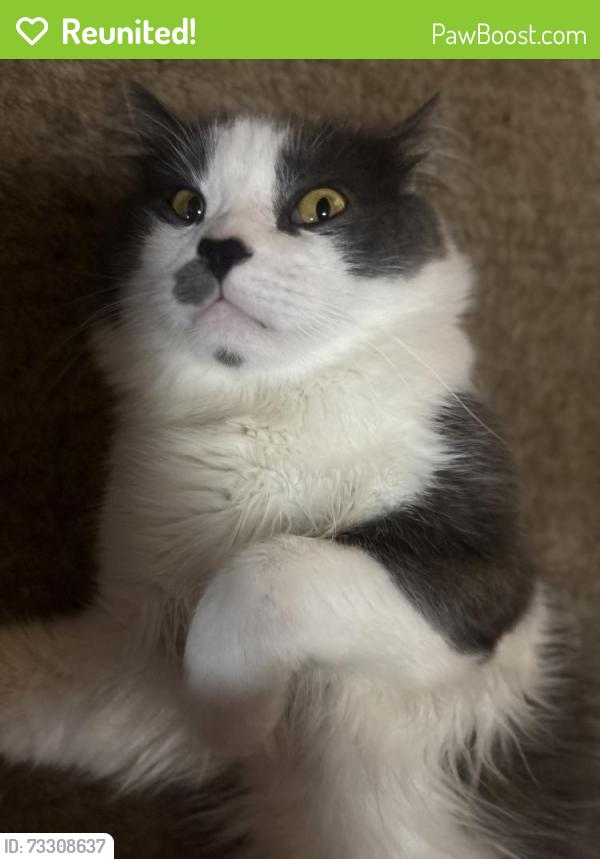 Reunited Male Cat last seen Forest ave buffalo ny, Buffalo, NY 14213