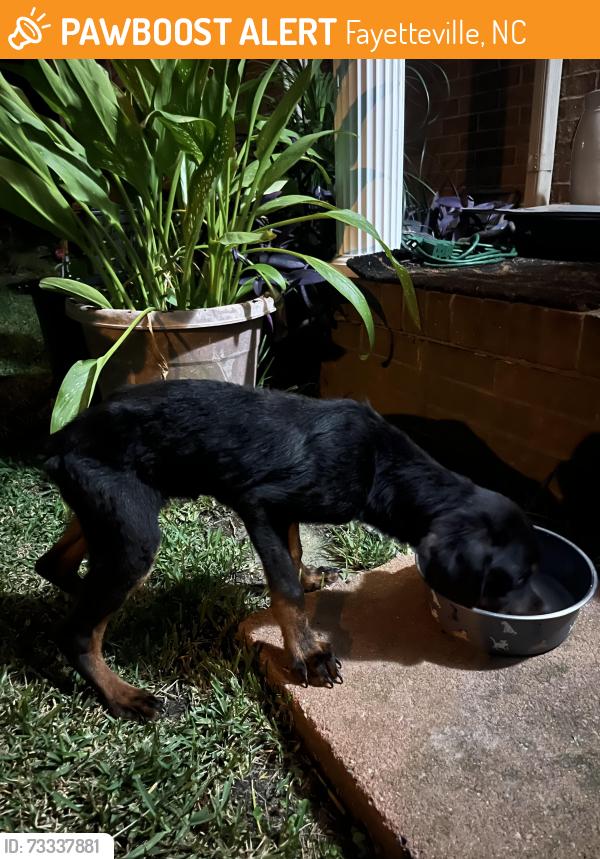 Found/Stray Male Dog last seen Near amc theater off skibo road, Fayetteville, NC 28314