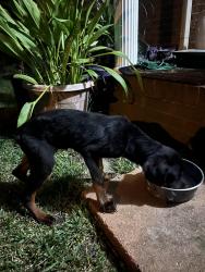 Found/Stray Male Dog last seen Near amc theater off skibo road, Fayetteville, NC 28314