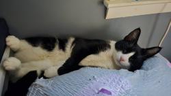 Lost Female Cat last seen Near karen blvd and rte 302, Newtown, CT 06470