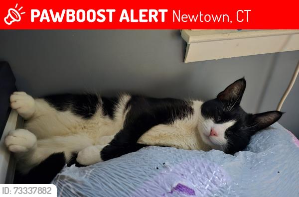 Lost Female Cat last seen Near karen blvd and rte 302, Newtown, CT 06470