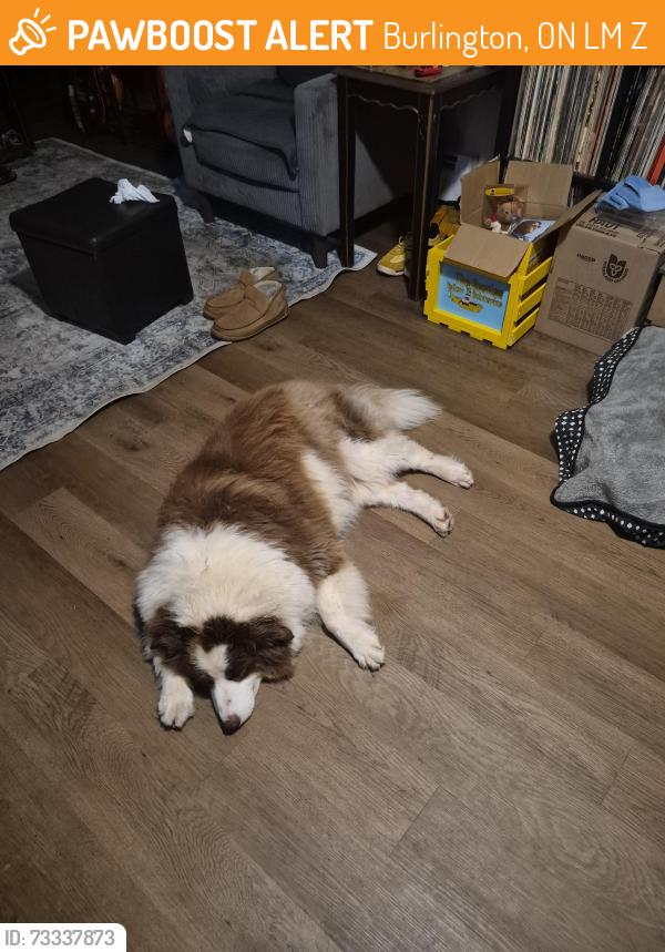 Found/Stray Unknown Dog last seen Near Walkers Line Unit 43, Burlington, ON L7M 3Z8