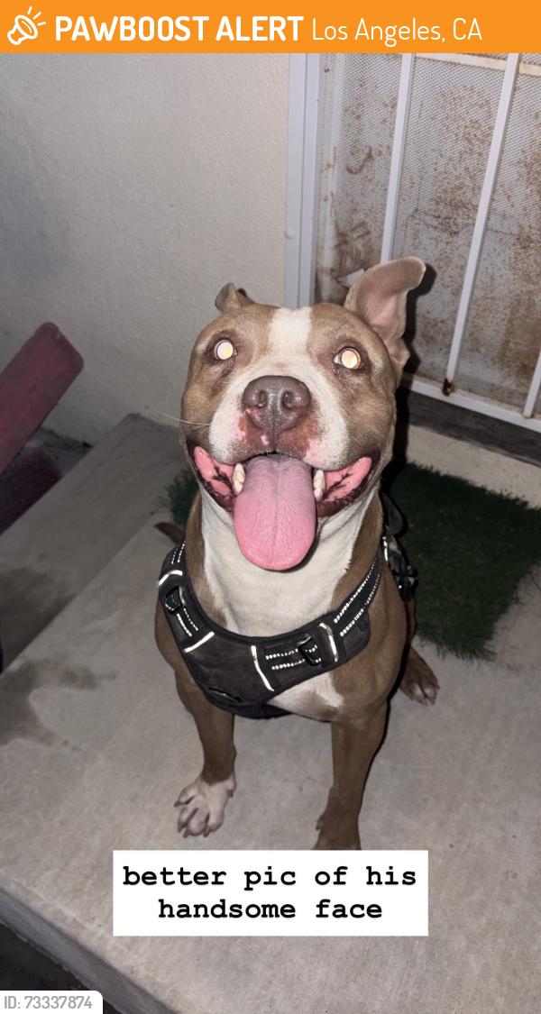 Found/Stray Male Dog last seen Devonshire and Louise, Los Angeles, CA 91344
