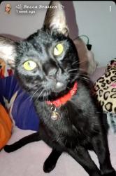 Reunited Male Cat last seen Near 24th Ave, Kenosha, WI 53143, USA, Kenosha, WI 53143