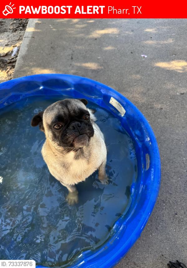 Lost Male Dog last seen By Mr Rivas in Pharr Texas, Pharr, TX 78577
