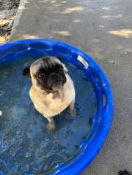 Lost Male Dog last seen By Mr Rivas in Pharr Texas, Pharr, TX 78577