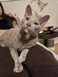 Reunited Male Cat last seen King edward and bruyere street, Ottawa, ON K1N 5E3