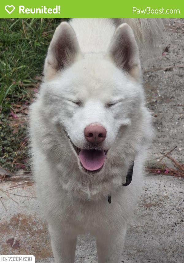 Reunited Male Dog last seen North Hill ests, Spring, TX 77373