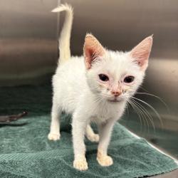 Shelter Stray Female Cat last seen , 425 Kirksey Dr, Morganton, NC 28655, USA