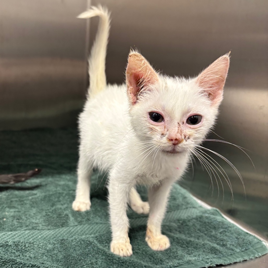 Shelter Stray Female Cat last seen , 425 Kirksey Dr, Morganton, NC 28655, USA