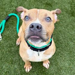 Shelter Stray Male Dog last seen , Animal Care & Control Team of Philly, 111 W Hunting Park Ave, Philadelphia, PA 19140, USA
