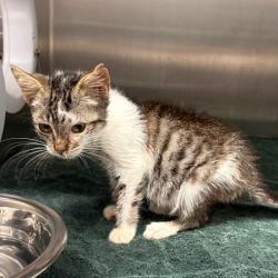 Shelter Stray Female Cat last seen , 425 Kirksey Dr, Morganton, NC 28655, USA
