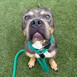 Shelter Stray Female Dog last seen , Animal Care & Control Team of Philly, 111 W Hunting Park Ave, Philadelphia, PA 19140, USA