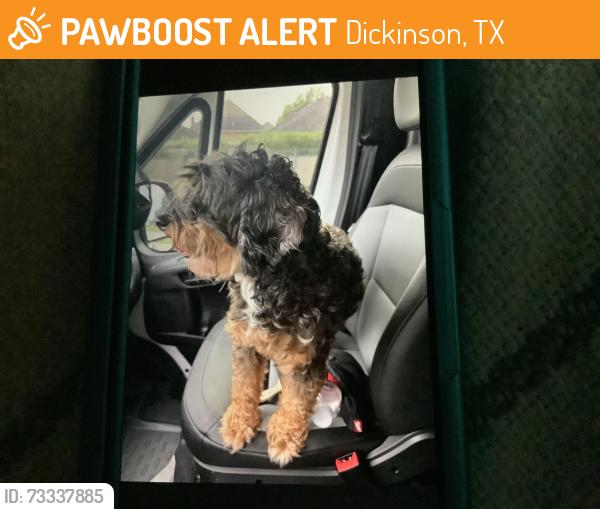 Found/Stray Female Dog last seen Hey 96 and Southshore league city, Dickinson, TX 77539