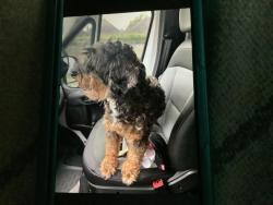Found/Stray Female Dog last seen Hey 96 and Southshore league city, Dickinson, TX 77539