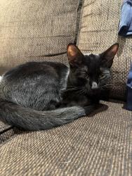 Found/Stray Unknown Cat last seen Zehrs In Cambridge, Cambridge, ON 