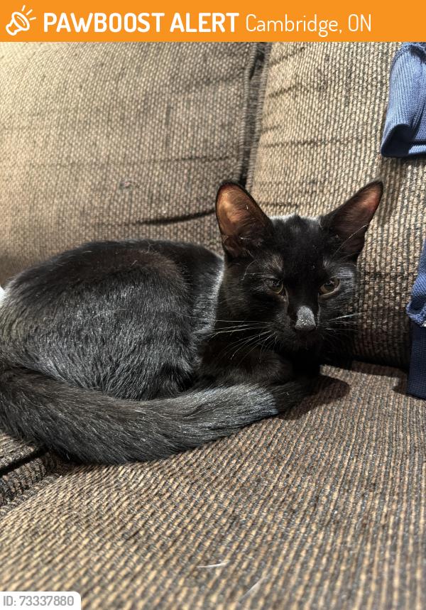 Found/Stray Unknown Cat last seen Zehrs In Cambridge, Cambridge, ON 
