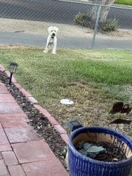 Found/Stray Male Dog last seen Jefferson and orchard, Riverside, CA 92504