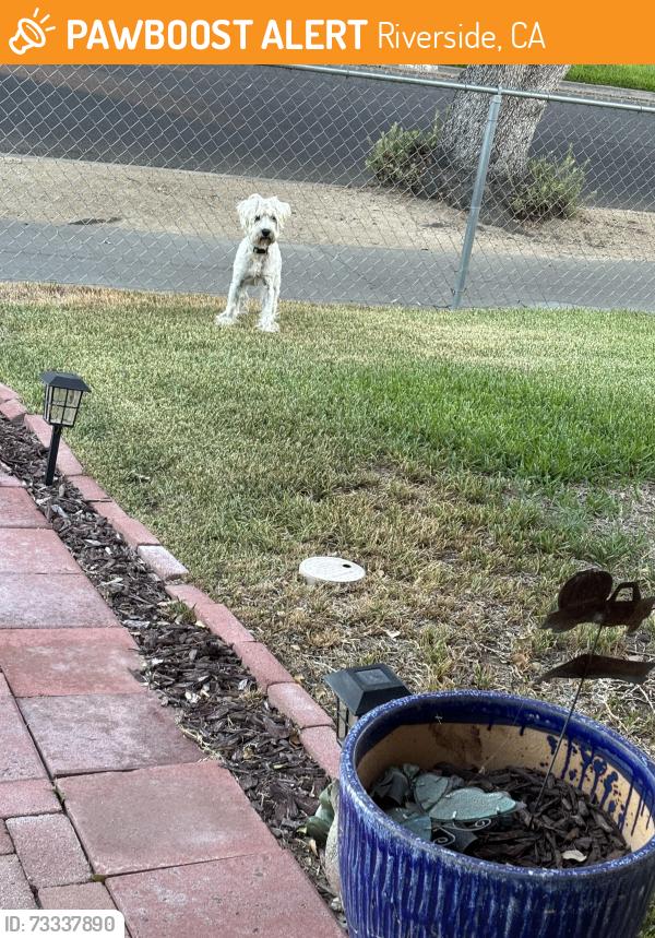 Found/Stray Male Dog last seen Jefferson and orchard, Riverside, CA 92504
